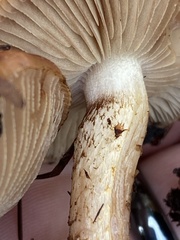 Pholiota lubrica