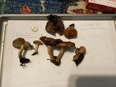 Pholiota lubrica