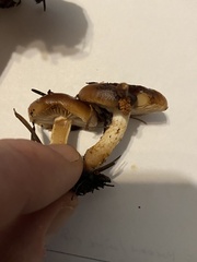 Pholiota lubrica
