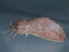 Elhamma australasiae