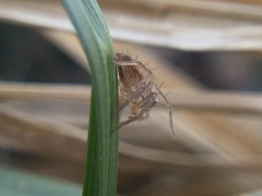 Oxyopes aglossus