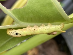 Eupanacra elegantulus