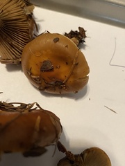 Pholiota lubrica