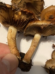 Pholiota lubrica