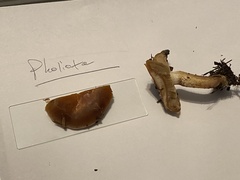 Pholiota lubrica