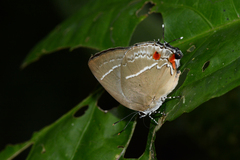 Strephonota strephon