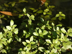 Mecardonia procumbens