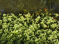 Mecardonia procumbens