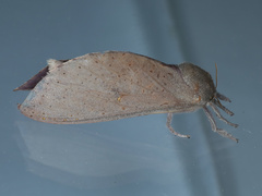 Elhamma australasiae