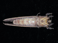 Elhamma australasiae