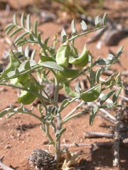 Astragalus geyeri