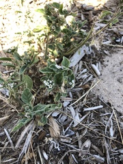 Heliotropium