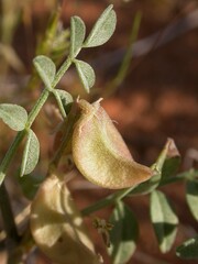 Astragalus geyeri triquetrus