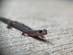 Plethodon ventralis