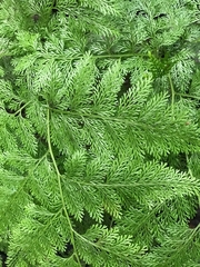 Davallia fejeensis