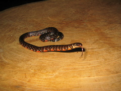 Erythrolamprus breviceps