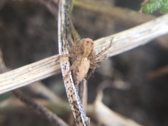 Oxyopes aglossus