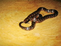 Erythrolamprus breviceps