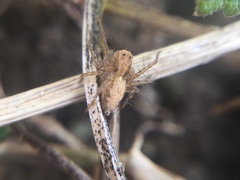 Oxyopes aglossus