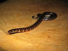 Erythrolamprus breviceps