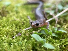 Plethodon ventralis