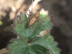 Oxyopes aglossus