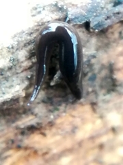 Rhynchodemus sylvaticus