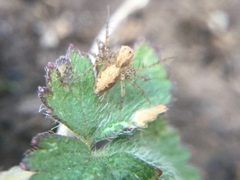 Oxyopes aglossus