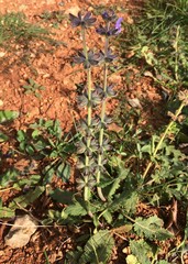 Salvia verbenaca