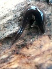 Rhynchodemus sylvaticus