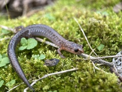 Plethodon ventralis