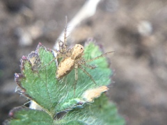 Oxyopes aglossus