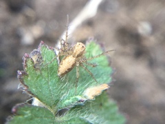 Oxyopes aglossus