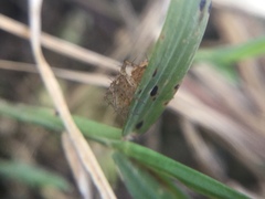 Oxyopes aglossus