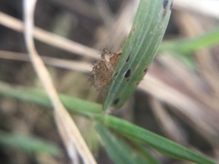 Oxyopes aglossus