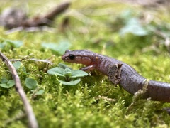 Plethodon ventralis