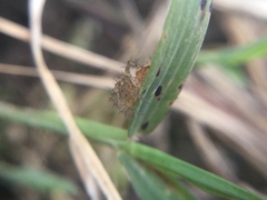 Oxyopes aglossus