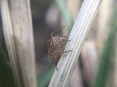 Oxyopes aglossus