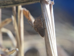 Oxyopes aglossus
