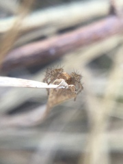Oxyopes aglossus