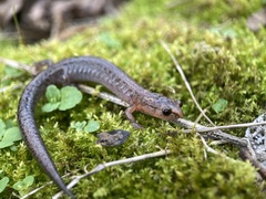 Plethodon ventralis