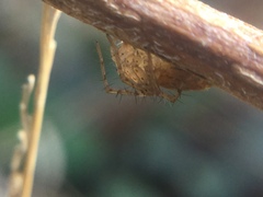 Oxyopes aglossus