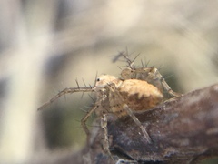 Oxyopes aglossus