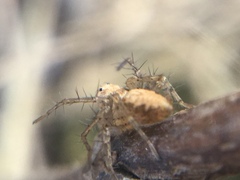 Oxyopes aglossus