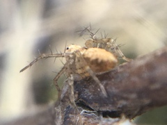 Oxyopes aglossus