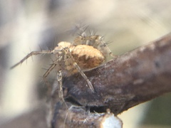 Oxyopes aglossus