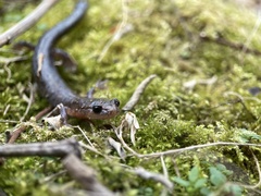 Plethodon ventralis