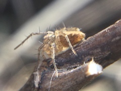 Oxyopes aglossus