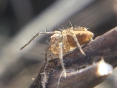 Oxyopes aglossus