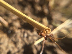 Pachygnatha autumnalis